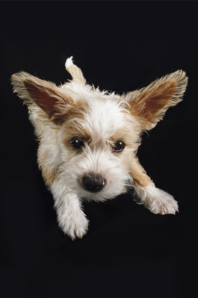Portrait studio 4