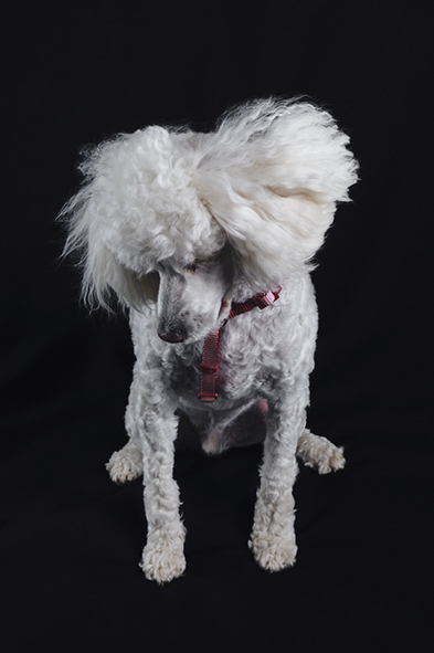 Portrait studio 5