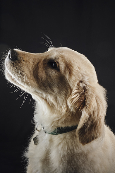 Portrait studio 2