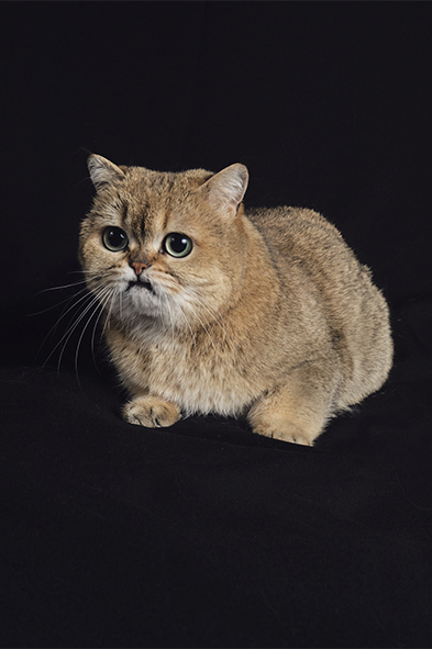 Portrait studio 3